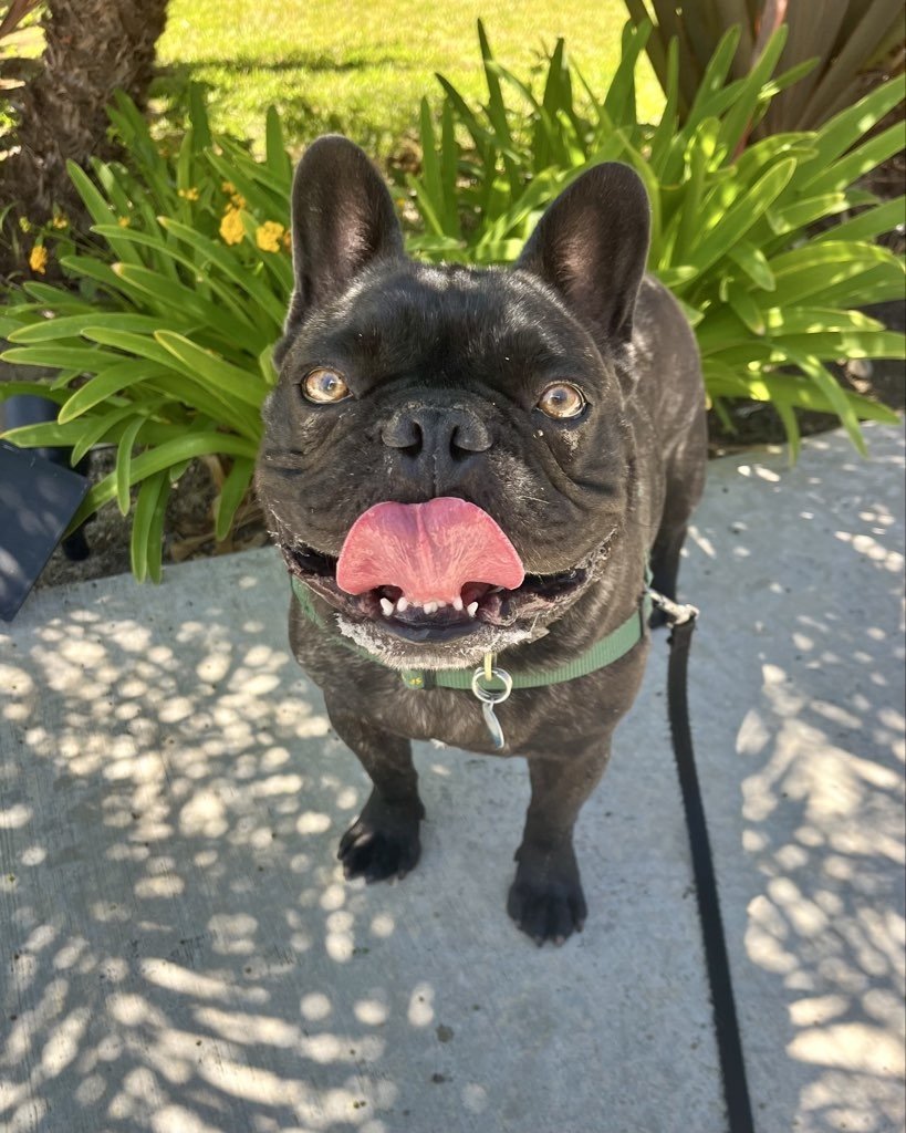 How Routines Change as Pets Age