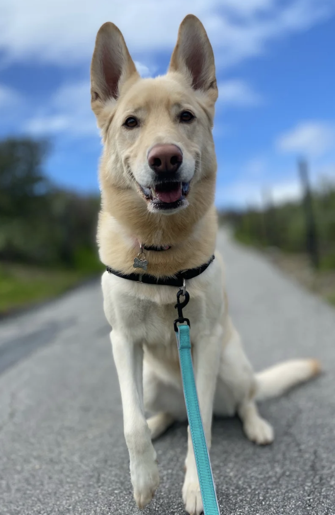Dog Training Classes: Menifee
