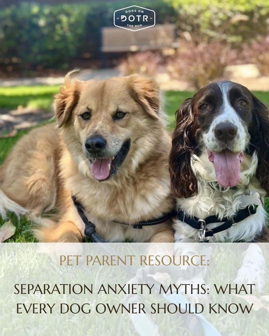 Does your dog have separation anxiety, or are they simply attached to you? 🐾

There are a lot of misconceptions about separation anxiety, and understanding the difference can help you better support your dog's emotional well-being.

In our latest ar