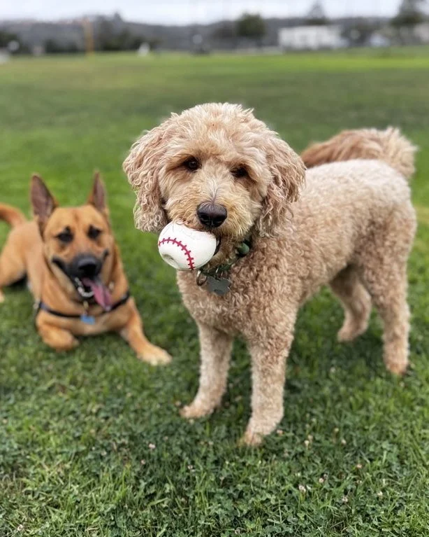 When planning a trip, finding trusted vacation care for your pet is about more than simply checking availability - it's about choosing personalized, professional care that keeps your pet safe, comfortable, and supported by the routines they know best