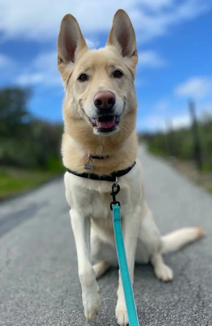 Structured Training. Confident Dogs. Thoughtful Learning.

Join Independent Dog Trainer Debby for a 6 week training series designed to challenge, engage, and build confidence in dogs of all experience levels.

Saturdays starting July 18, 2026

Agilit