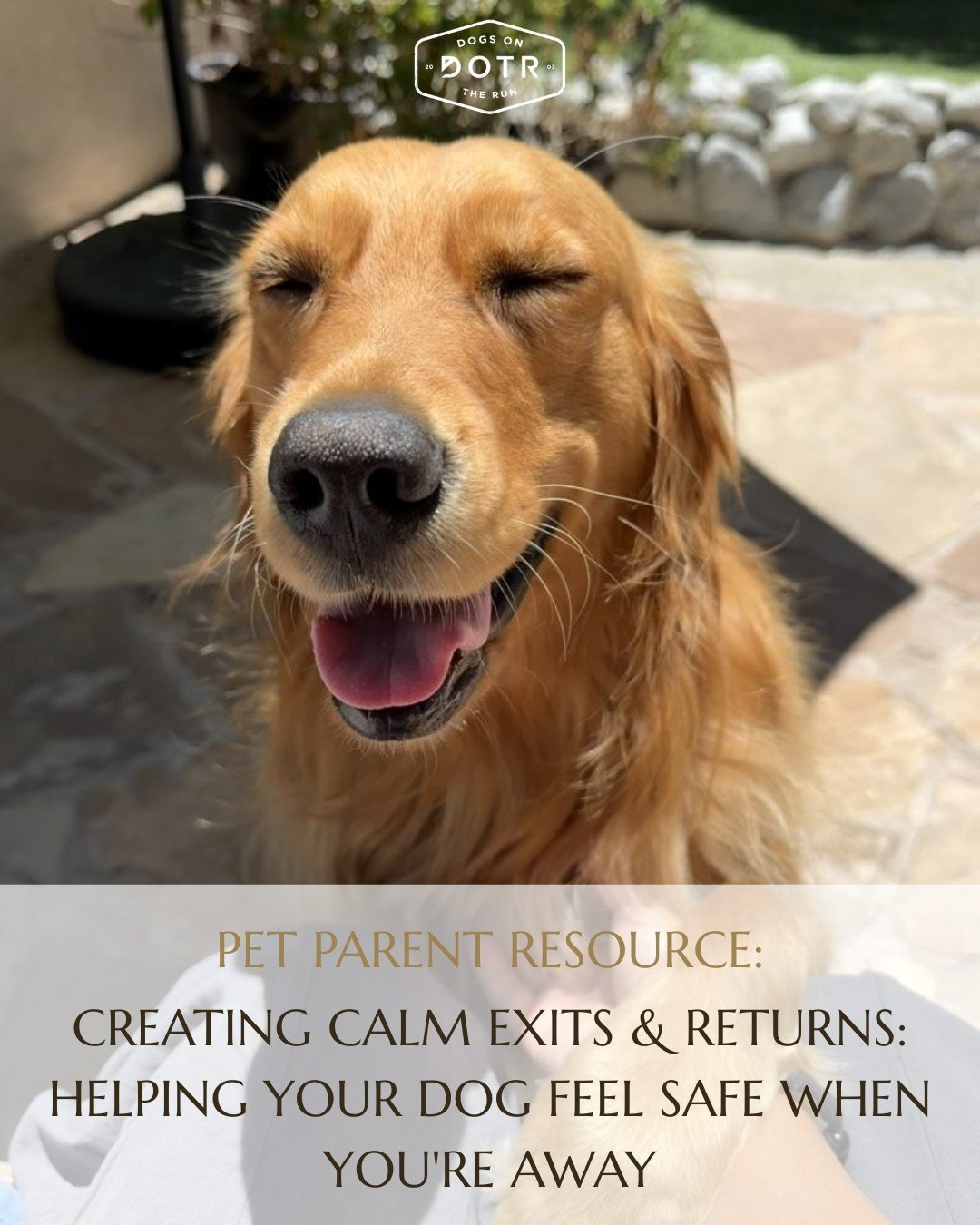 Does your dog get anxious when you leave the house? 🐾

Whether it's whining at the door, pacing, or simply looking unsettled, many pet parents wonder if their dog is experiencing separation anxiety or just struggling with a change in routine. The go