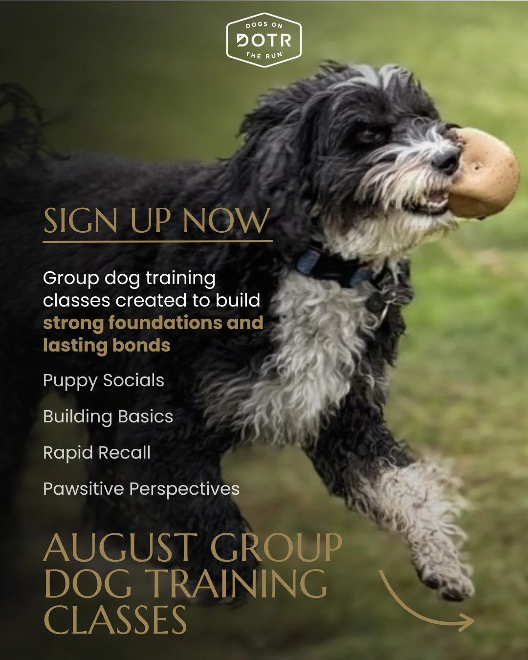 🐾 August Group Dog Training Classes are here - and spots are filling fast!
Swipe through to explore all four of our upcoming classes, designed to build strong foundations and lasting bonds with your pup.

✨ Pawsitive Perspectives | A FREE workshop o