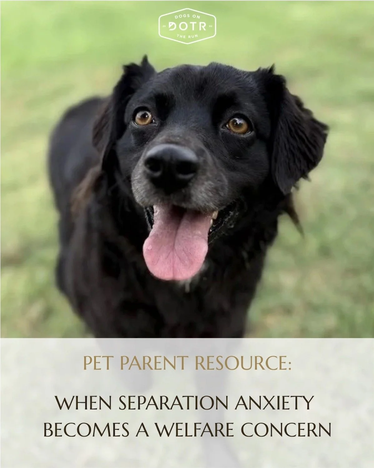 🐾 Is your dog simply missing you, or are they experiencing something more?
Our latest article explains when separation anxiety becomes a welfare concern, the signs to watch for, and why early support can make a meaningful difference.
Read the full a
