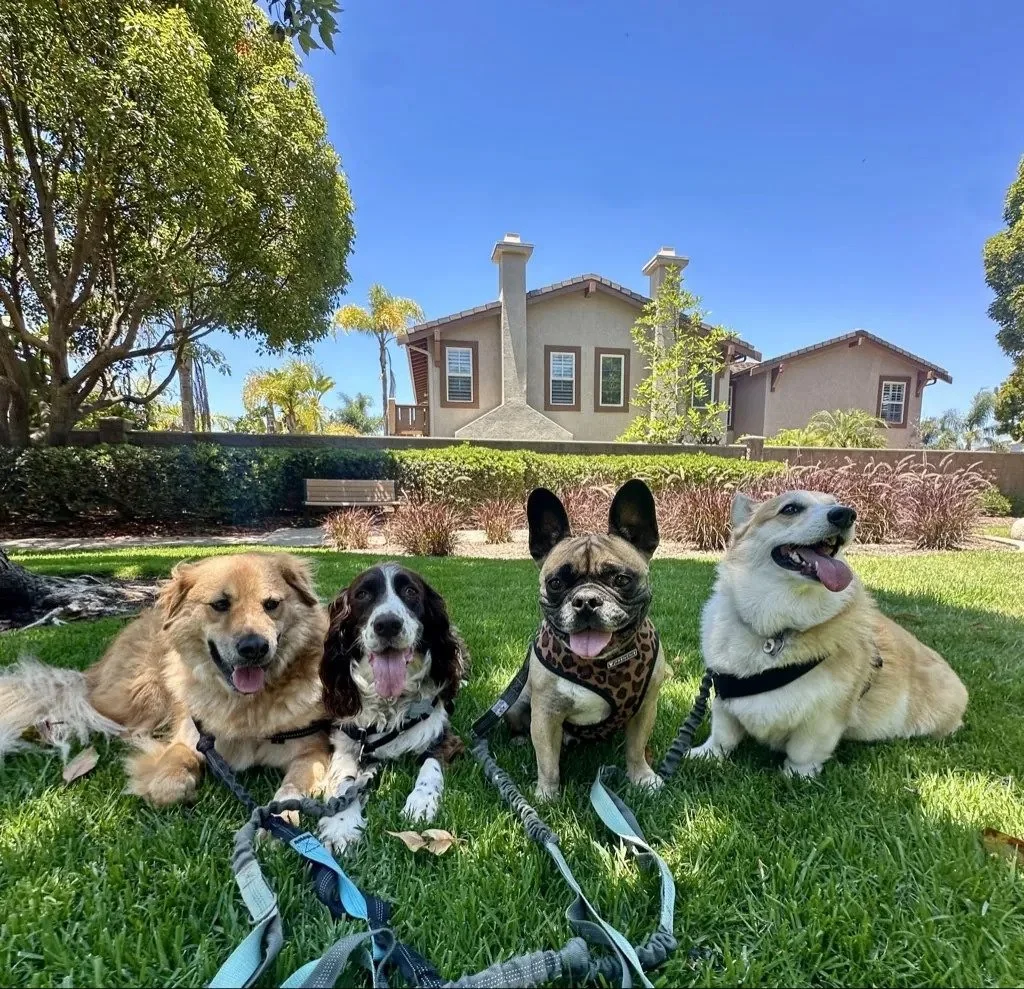 Training is better with the pack! 🐕

Looking for a group dog training class? Building Basics and Rapid Recall are now open for sign-ups!

Building Basics helps puppies, newly adopted dogs, and dogs of all ages build strong foundations or strengthen 