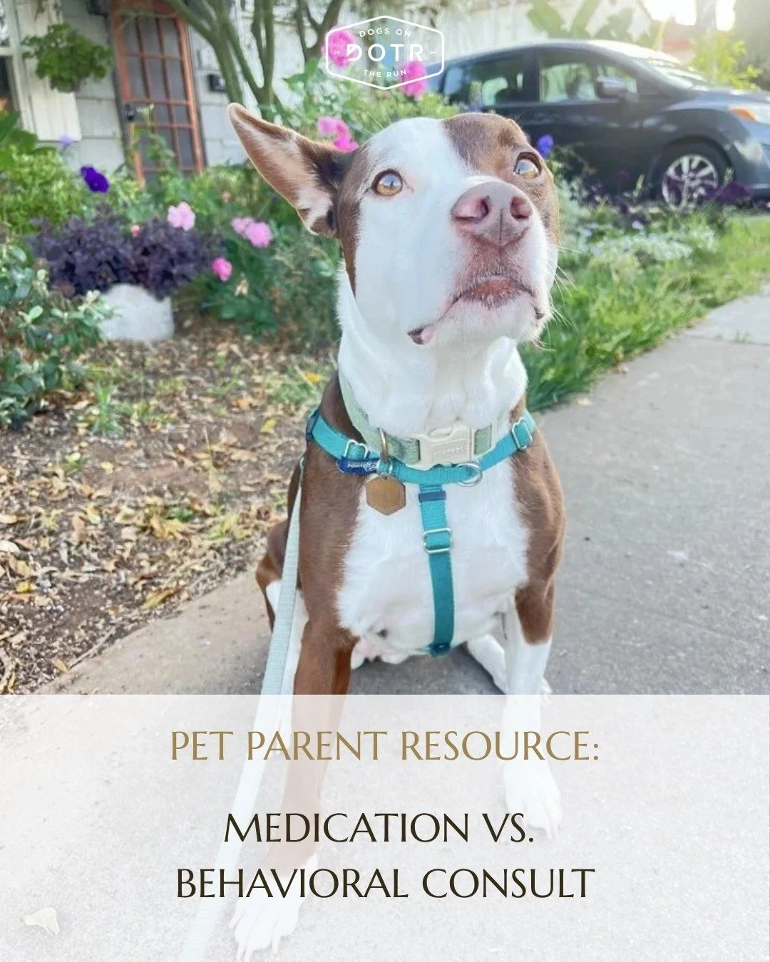 Not every anxious dog needs medication. And not every anxious dog can work through it with training alone.

The best approach depends on the individual dog.

Just like people, dogs experience stress and anxiety differently. For some, consistent train