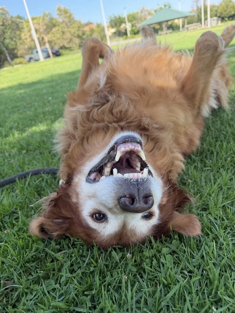 Service Spotlight:  Helping Senior Pets Thrive with Personalized Pet Care
