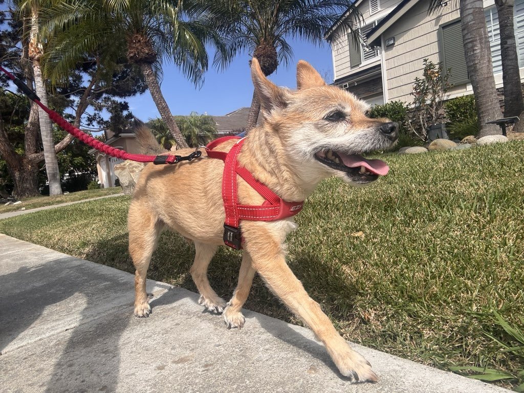 Aging With Dignity: Supporting Senior Pets Through Every Stage of Life