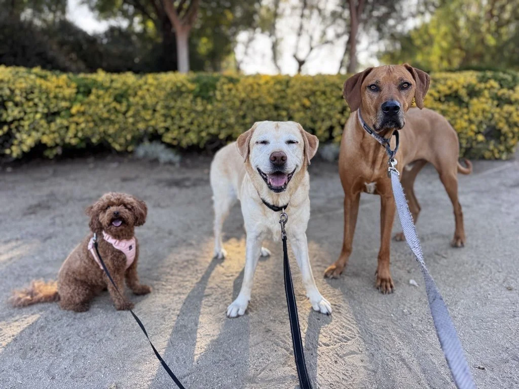 How Routines Change as Pets Age
