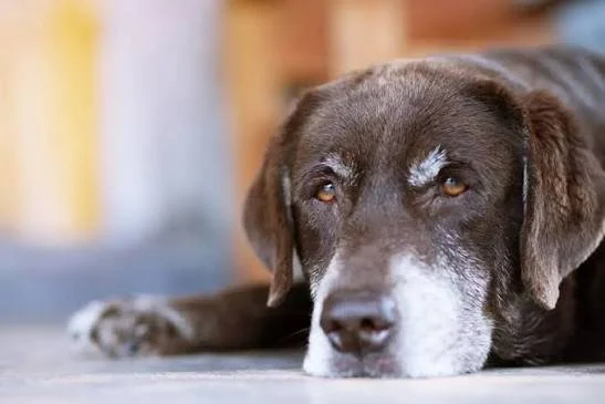 End of Life Planning with Compassion: Preparing for One of the Hardest Decisions