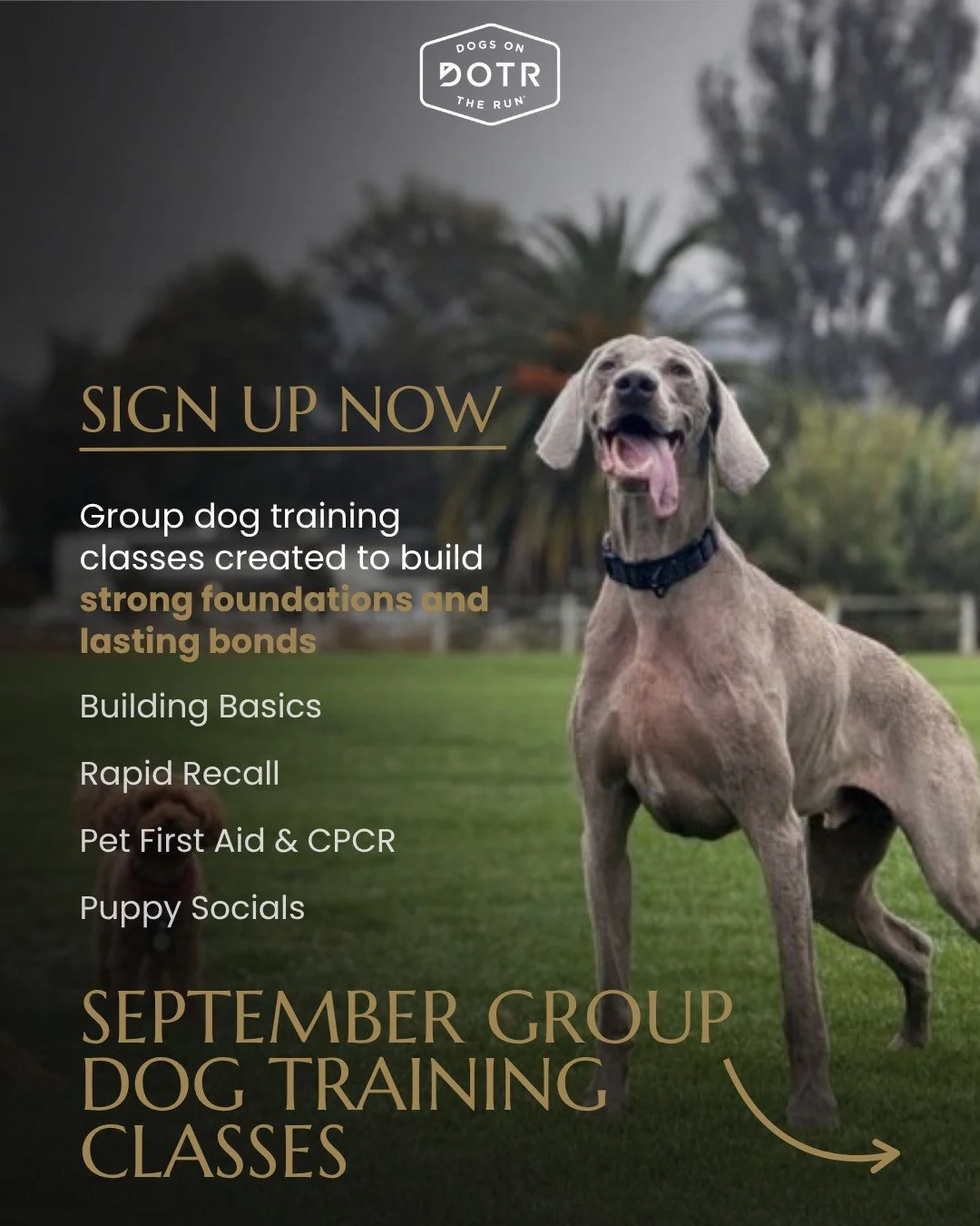 September Group Dog Training Classes are here!

Whether you're building a strong foundation with a new puppy, strengthening your dog's recall, or learning essential emergency preparedness skills, there's something for every Pet Parent this month.

⛑️