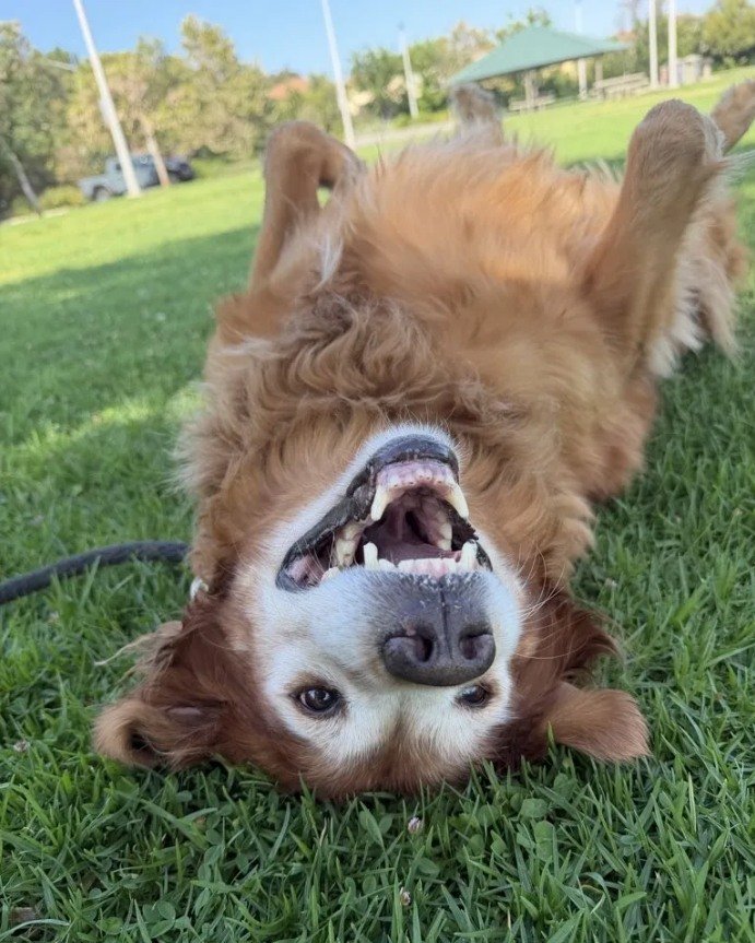 As our pets grow older, they rely on us in new ways. 🐕

A little extra support can make a meaningful difference, whether that's more frequent potty breaks, medication reminders, gentle activity, or simply the comfort of a familiar face during the da