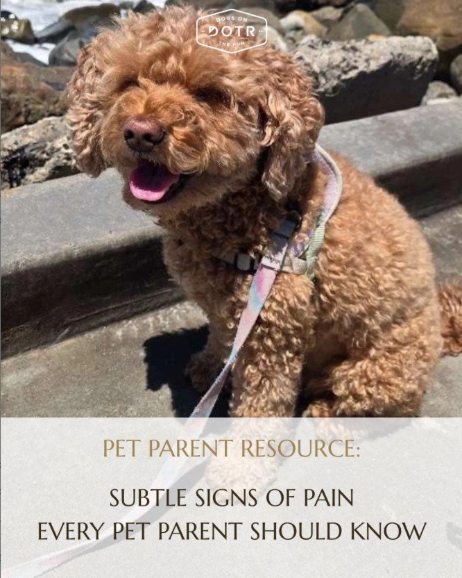 Did you know that many pets instinctively hide their pain? 🐶

That means the first signs of discomfort are often easy to miss. A change in energy, reluctance to jump, sleeping more than usual, or even subtle shifts in behavior could all be your pet'