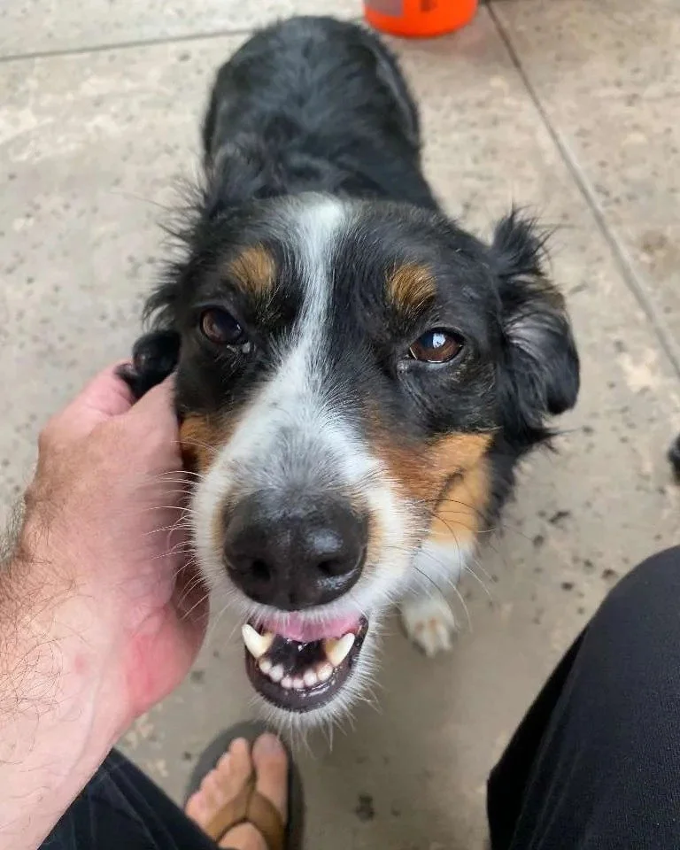 🎉 Celebrating our August Pet Care Professional anniversaries!

This month, we're recognizing the incredible independent Pet Care Professionals celebrating another year with the Dogs On The Run&reg; community.
Thank you for the compassion, profession