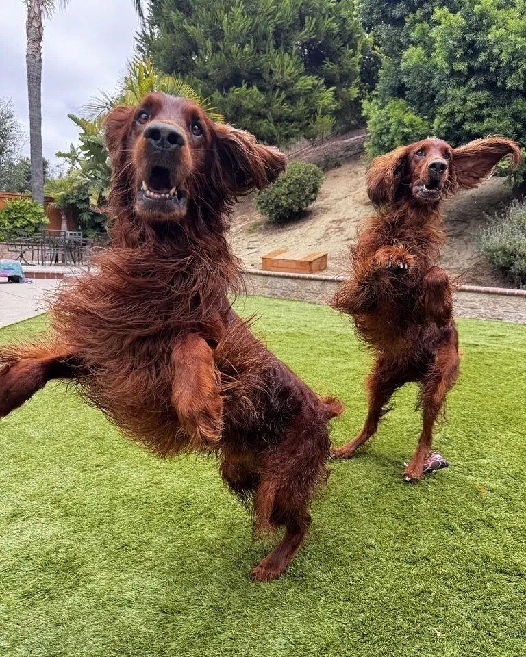 Exciting news for our Menifee, CA community!
Independent Dog Trainer Debby is launching a new series of Group Dog Sport &amp; Obedience Classes this September!
Whether you're looking to strengthen your dog's everyday skills or explore a fun new sport