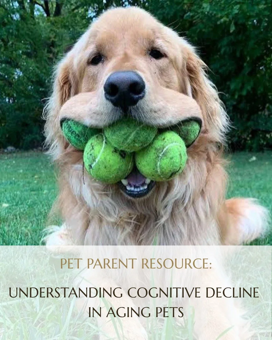 As our pets grow older, changes in behavior can sometimes mean more than simply &ldquo;slowing down.&rdquo;

Confusion, nighttime pacing, increased anxiety, house soiling, or difficulty recognizing familiar people may be signs of cognitive decline. K