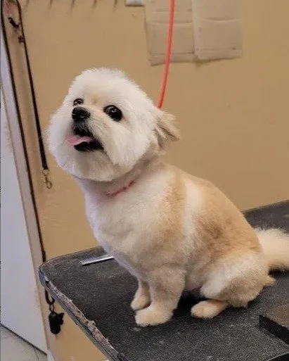 COMMUNITY SPOTLIGHT: Dippity Dog 🐾

Some relationships are about business. The best ones become part of your community.
For more than 20 years, Dogs On The Run&reg; and @dippitydoggrooming in Oceanside have shared a friendship rooted in a mutual lov
