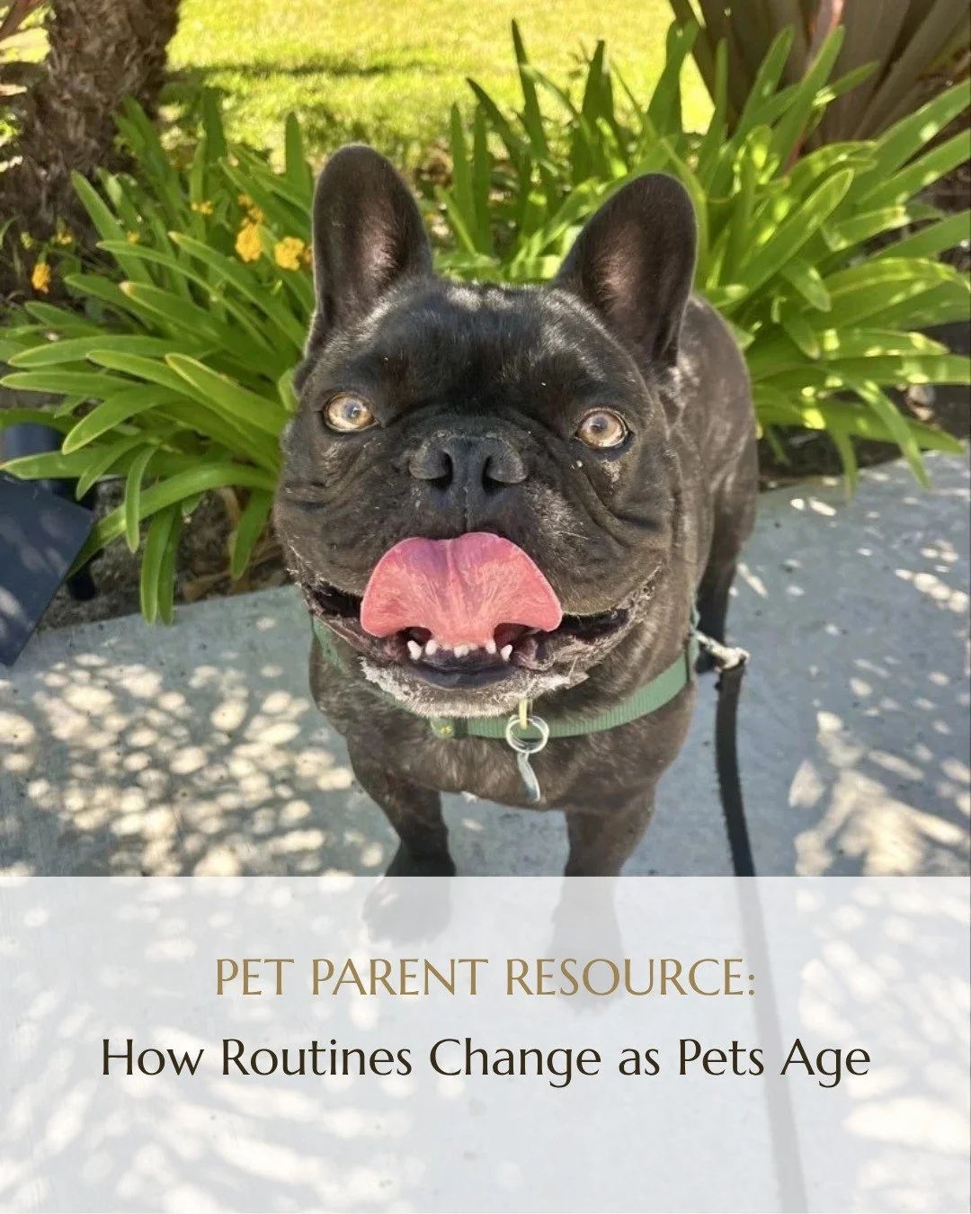 Has your pet's daily routine started to look a little different lately?

Our latest article explores how exercise, rest, mealtimes, and mental enrichment shift as pets age, and why small adjustments to a familiar routine can keep senior pets feeling 