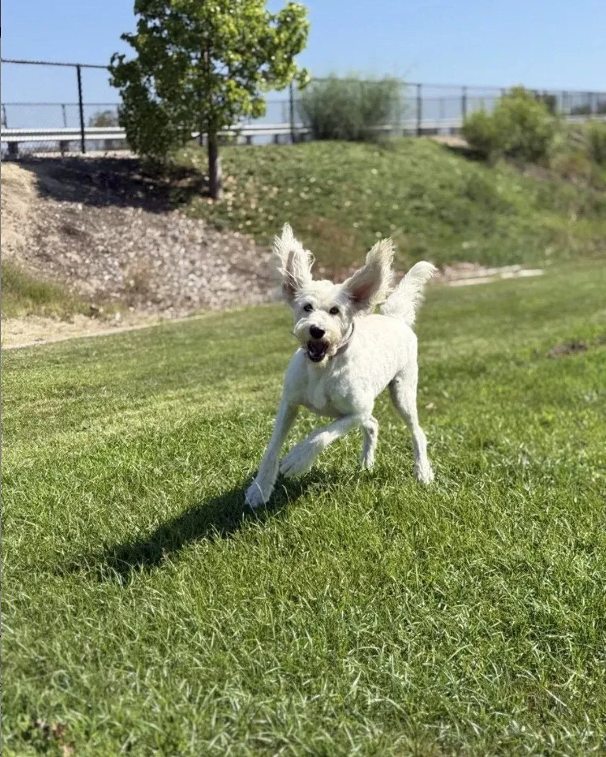 Exciting news for our Menifee, CA community!

Independent Dog Trainer Debby is launching a new series of Group Dog Sport &amp; Obedience Classes this September. Whether you're looking to strengthen your dog's everyday skills or explore a fun new spor