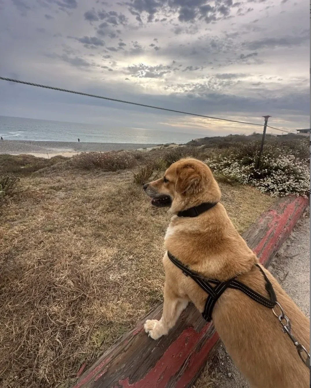 Being a pet care concierge is so much more than just matching Pet Parents and their pets with Pet Care Professionals. Read about how a last-minute request at @delcoronado turned into an unforgettable weekend for Lauryn and her Pet Parent by following