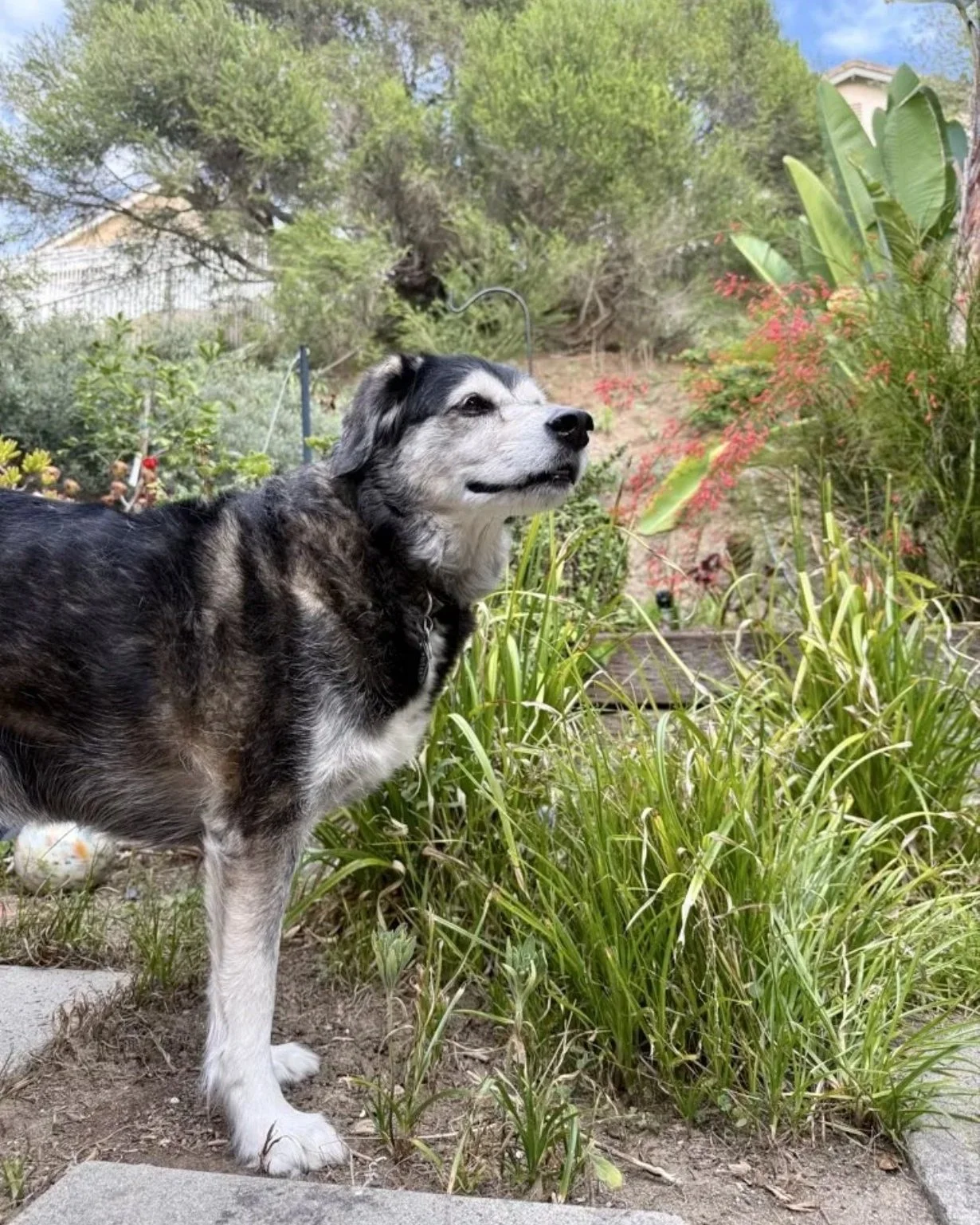 The meet and greet matters. So do the daily updates. And so does the message checking that you made it home safely.

Katie shared how impressed she was with every part of her pet's stay, from how professional her DOTR independent Pet Care Professiona