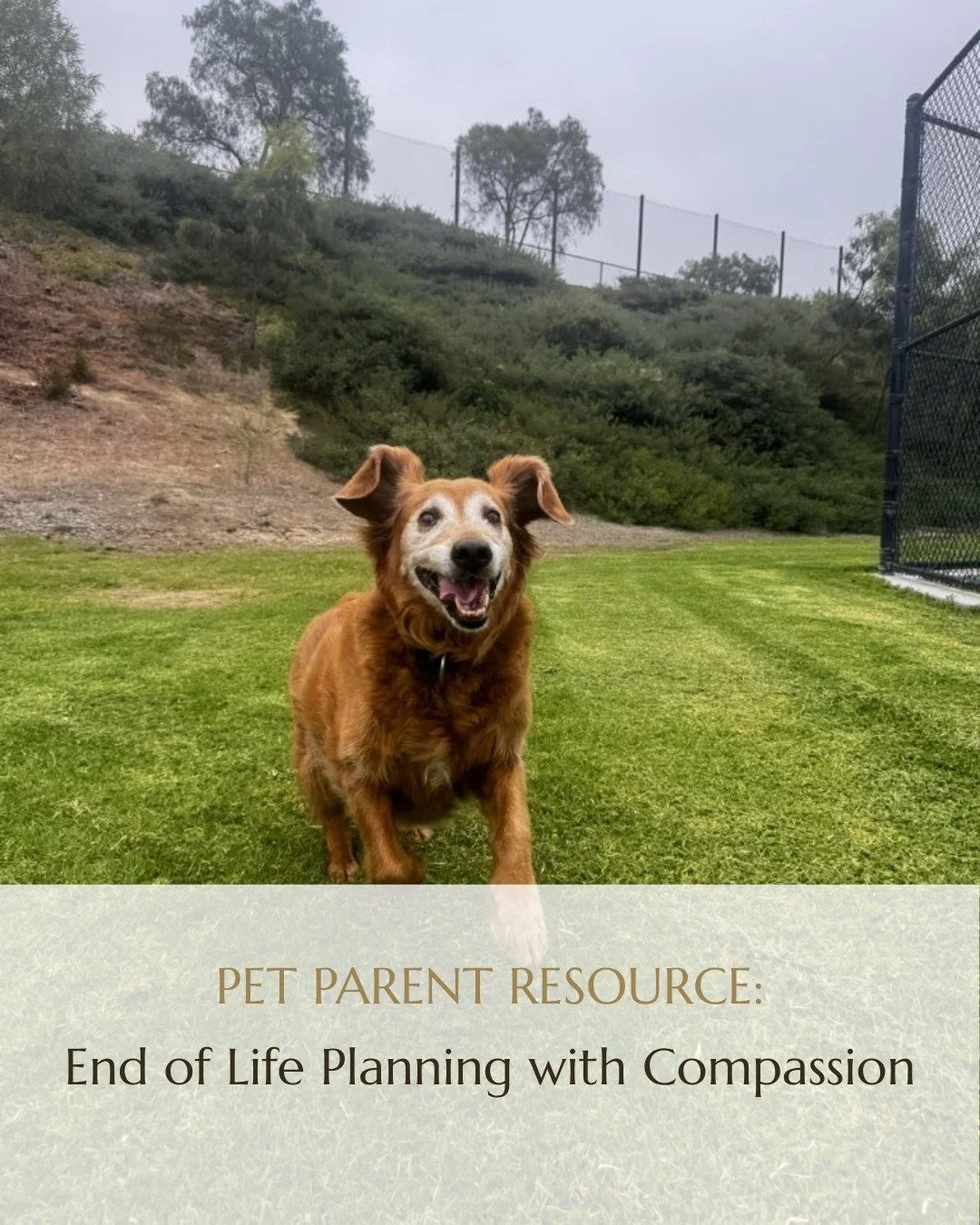 It's the conversation no pet parent wants to have, and the one that's easiest to have too late.

Our latest article walks through how to think about quality of life, the questions worth raising with your veterinarian before a crisis, and the small co