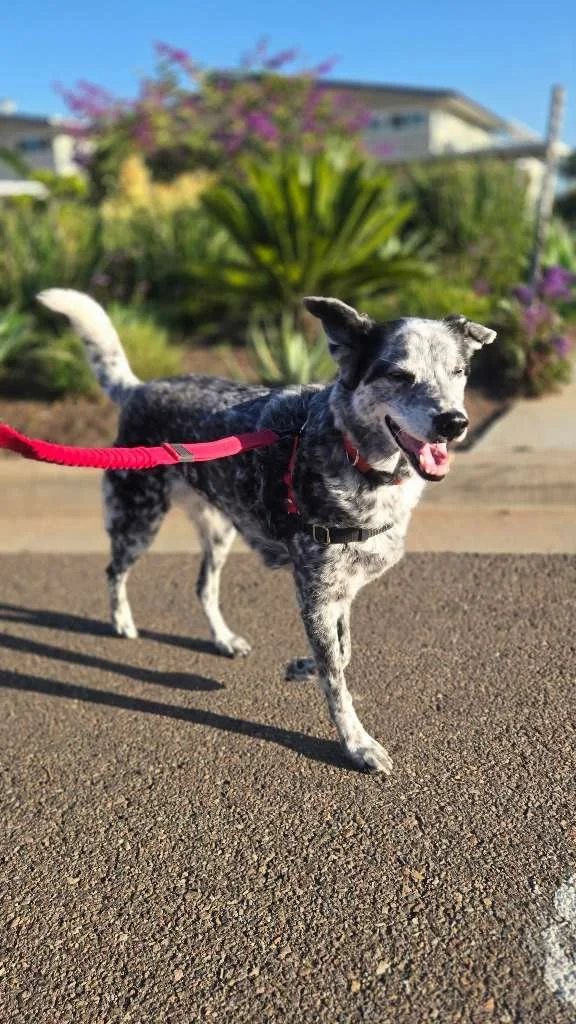 Service Spotlight: Dog Walking