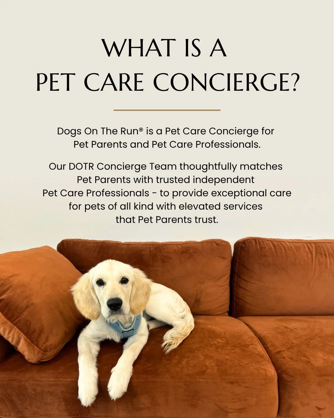 What exactly is a Pet Care Concierge?

It's the difference between scrolling through a list of strangers and having a real person find the right match for your pet.

At Dogs On The Run&reg;, our Concierge Team hand-selects every match based on your p