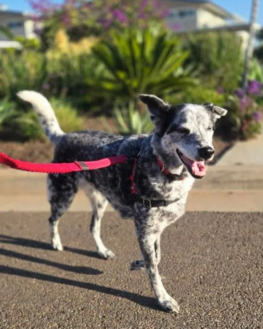 Sometimes the best part of a dog's day happens in the middle of it.

Our latest Service Spotlight covers dog walking, starting at 30 minutes, and what a good walk provides for your dog. Exercise, a bathroom break, mental stimulation, fresh air, and a
