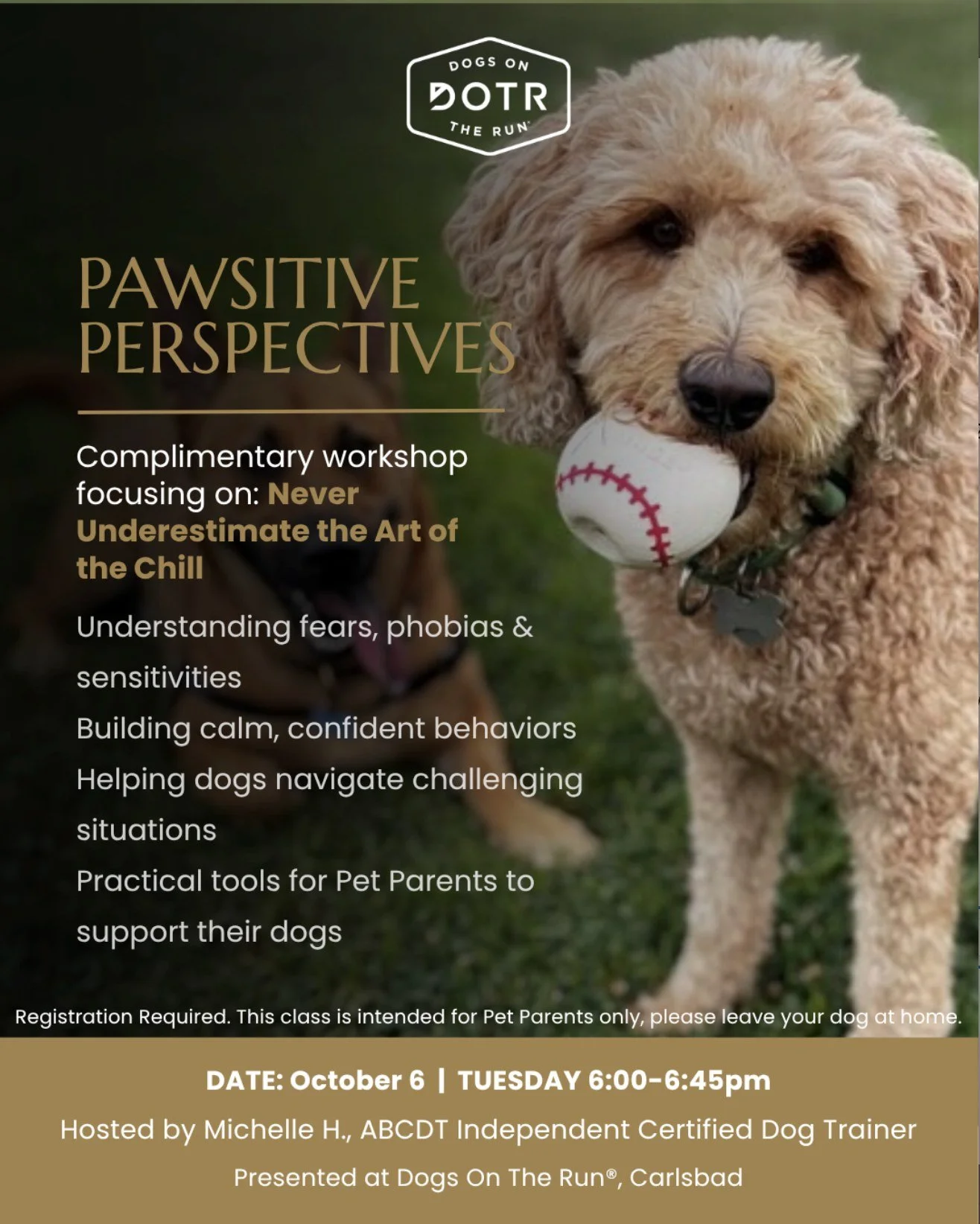 Introducing Pawsitive Perspectives, a complimentary workshop series for Pet Parents at the DOTR HQ in Carlsbad (with a virtual option!). Led by Michelle H., ABCDT, an Independent Certified Dog Trainer with years of professional experience and a gradu