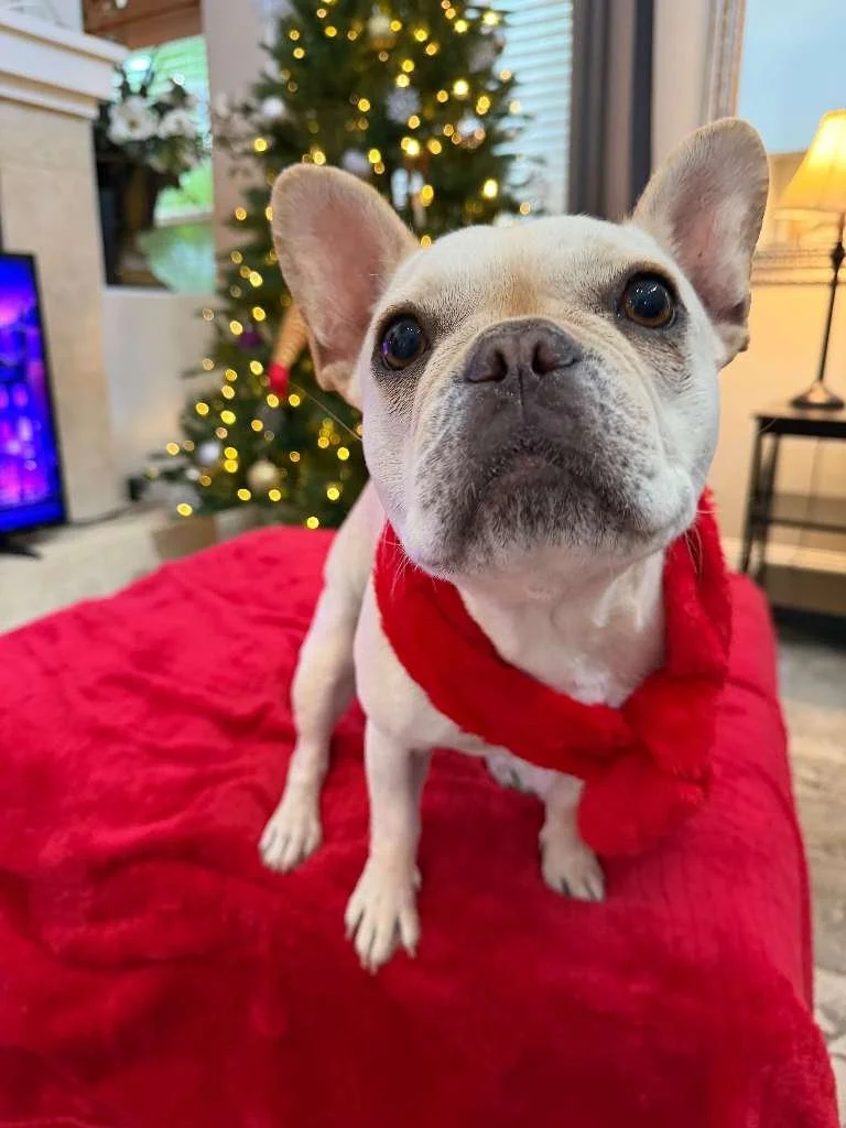 Service Spotlight: Holiday Care