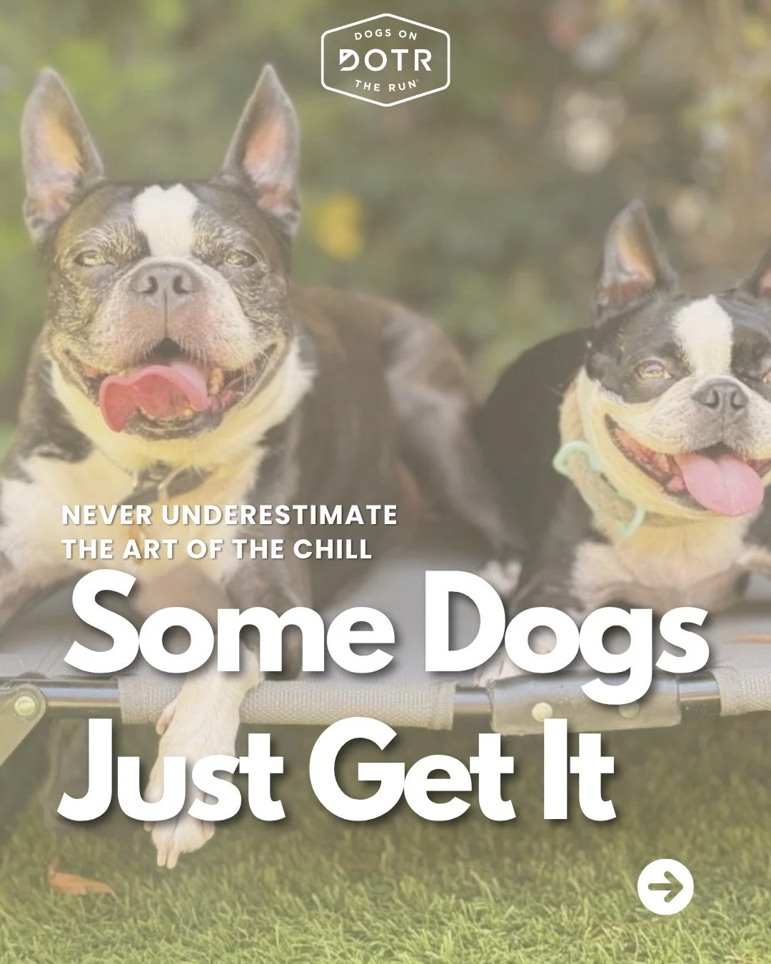 Some dogs make it look effortless. For everyone else, calm is something you build.

Pawsitive Perspectives is our free workshop series for Pet Parents, led by Michelle H., ABCDT, an independent Certified Dog Trainer.

Our next Pawsitive Perspecitves 