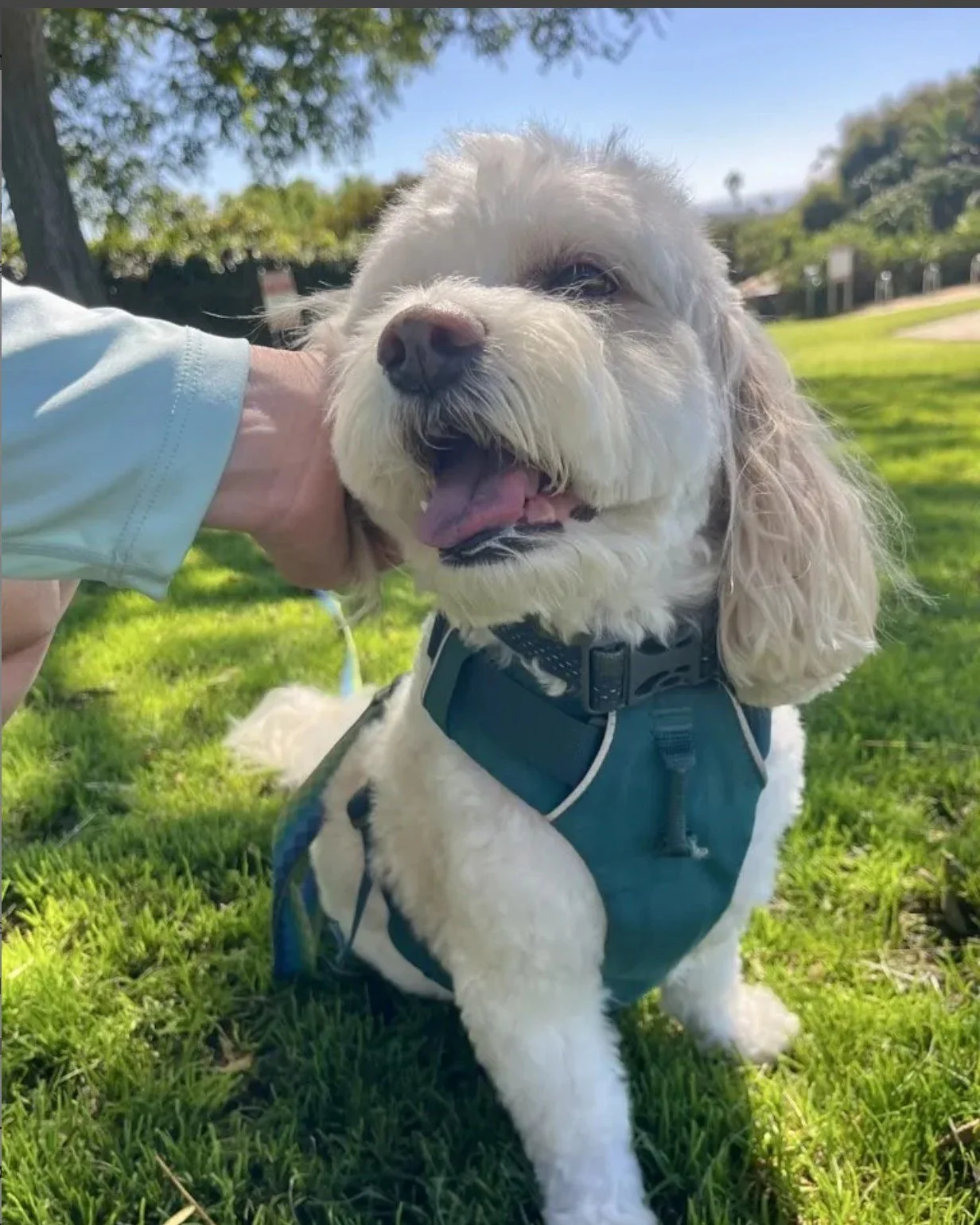 September is Responsible Dog Ownership Month, and the good news is that most Pet Parents are already doing the big stuff.

So we put together the parts that are harder to fit on a checklist. Staying consistent when it would be easier not to. Making r