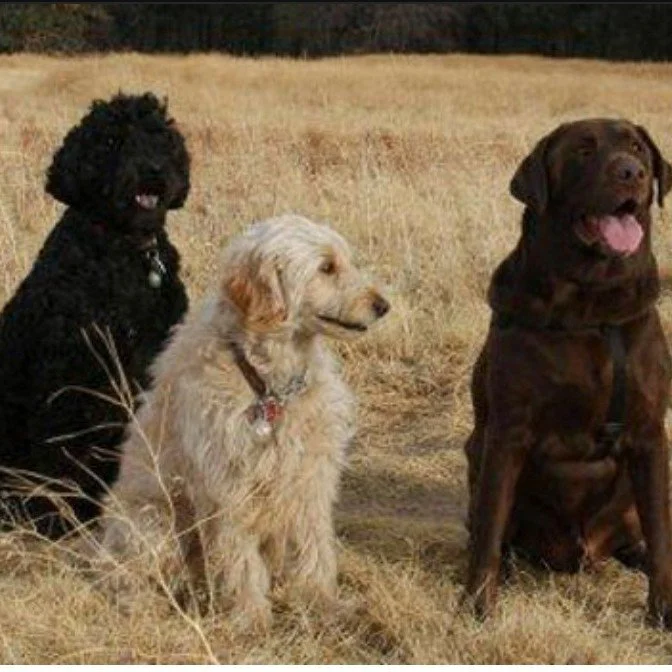 We believe a stronger pet care industry starts with professionals supporting one another. 🤍

This month, we are incredibly grateful to spotlight Total K9 and Shannon Anderson, a trusted part of our pet care community.
Shannon's expertise in dog trai