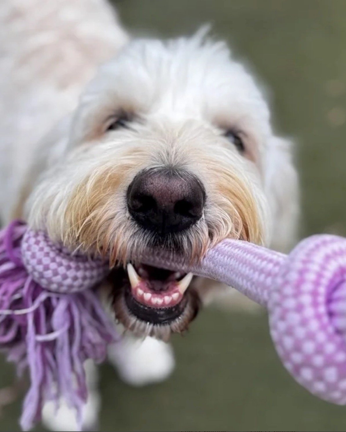 Here is something we&rsquo;re genuinely proud of!

Most Pet Parents now meet their matched Pet Care Professional within a day! Same day when we can, next day at the latest.

Once you&rsquo;re matched, things keep moving. You meet the person caring fo