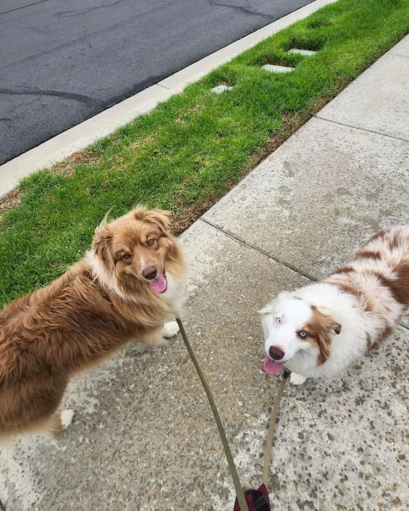 There&rsquo;s something special about knowing your dogs are not just being cared for, but genuinely loved.

Janet&rsquo;s review of her experience with Melissa speaks to exactly that. She noticed the little things: the relaxed, happy expressions on h