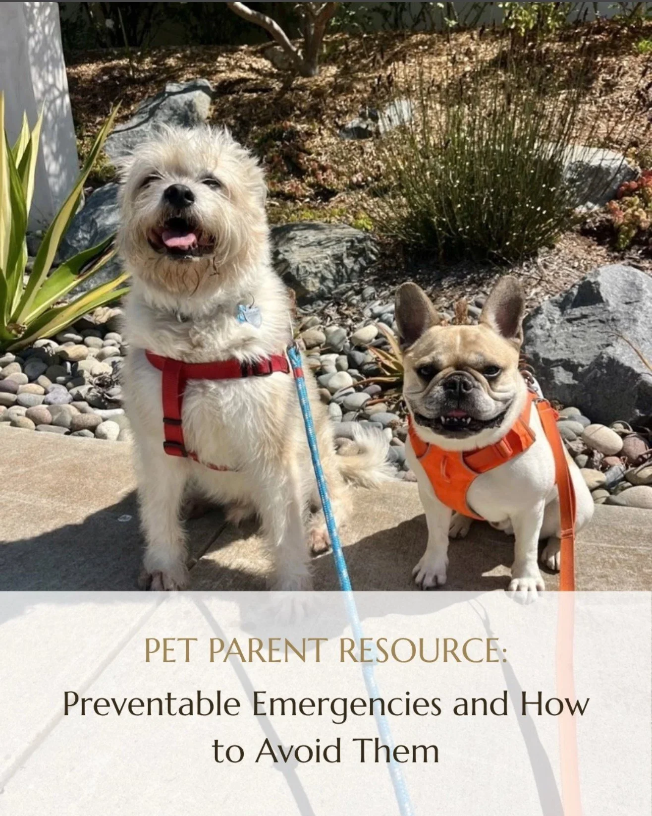 Most pet emergencies are not accidents in the way we usually think of accidents.

They are open gates, unsecured trash, something left within reach, a harness that fits a little loose. Small things that only have to become big things once.

Our lates