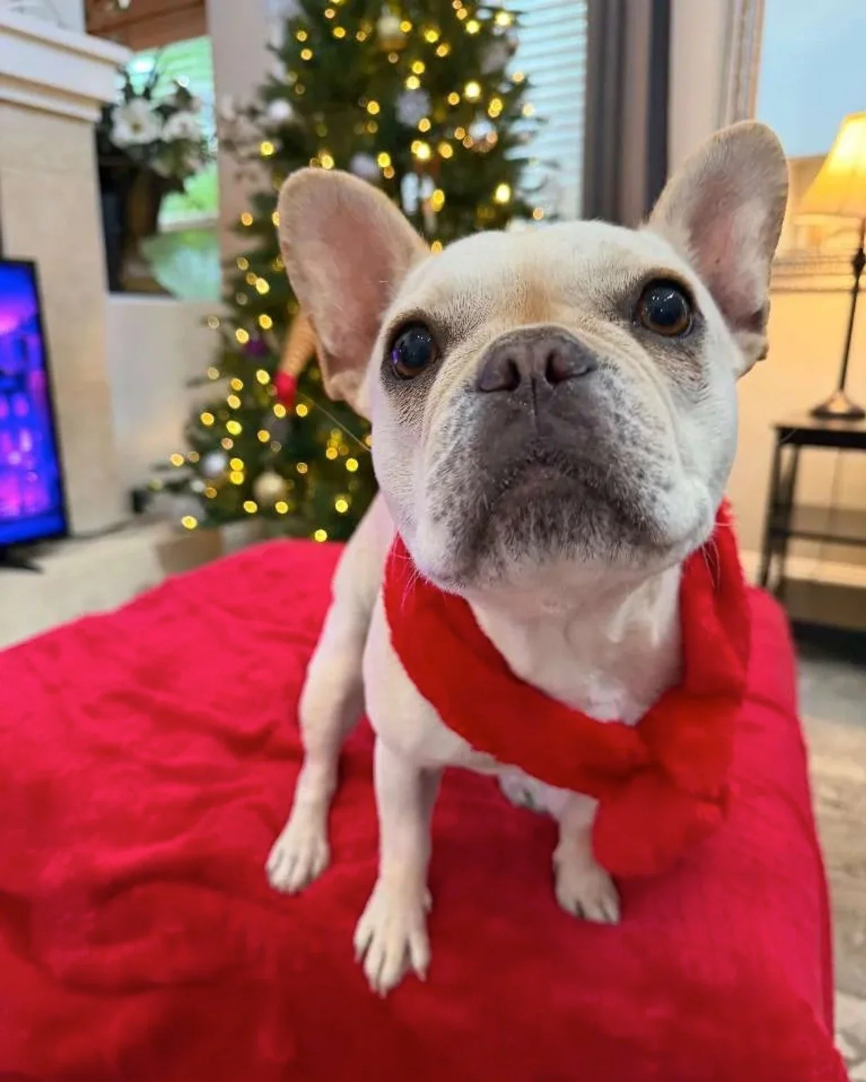 Holiday plans have a way of coming together late. Holiday pet care does not.

If you are traveling between now and the new year, this is the moment to sort out who is staying with your pets. Boarding, full-time care, and overnight stays all fill up w