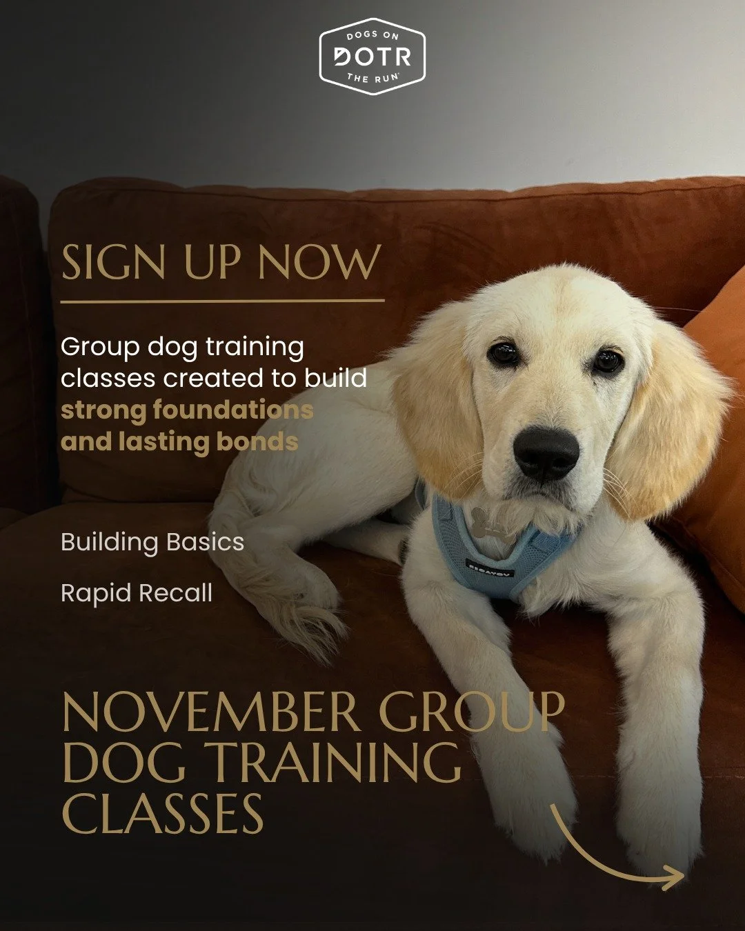 There are many reasons to join Goup Dog Training classes at Dogs On The Run&reg;, but the upcoming holidays might be the best one to build strong basics and a reliable recall! 

Saturdays start with Building Basics at 9am and covers the foundations. 
