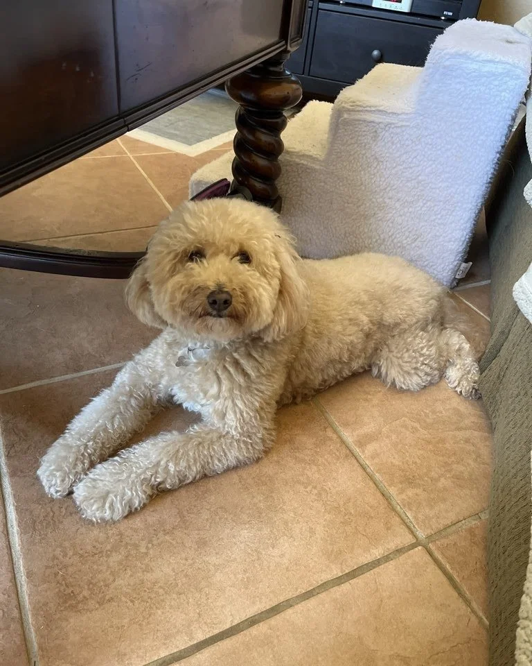 Over the past 23 years, a lot has changed at Dogs On The Run&reg;. More qualified independent Pet Care Professionals, more services offered, and more Pet Parents putting their trust in us.

What hasn&rsquo;t changed is the pride we take in our work! 