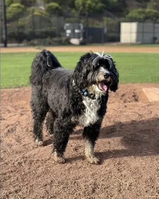 Would you know what to do if your dog or a dog in your care suddenly needed emergency medical attention?

One of the independent Pet Care Professionals in the DOTR community - Susie @susierct - recently faced that very situation, and her quick thinki