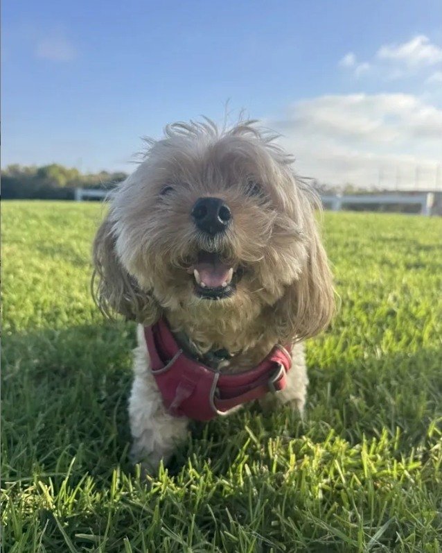With a senior dog, instructions stop being suggestions.

The timing matters. The small adjustments matter. Alison shared that Ryan followed every one of them with Latte, and sent photos and reports through the day so she never had to wonder while she