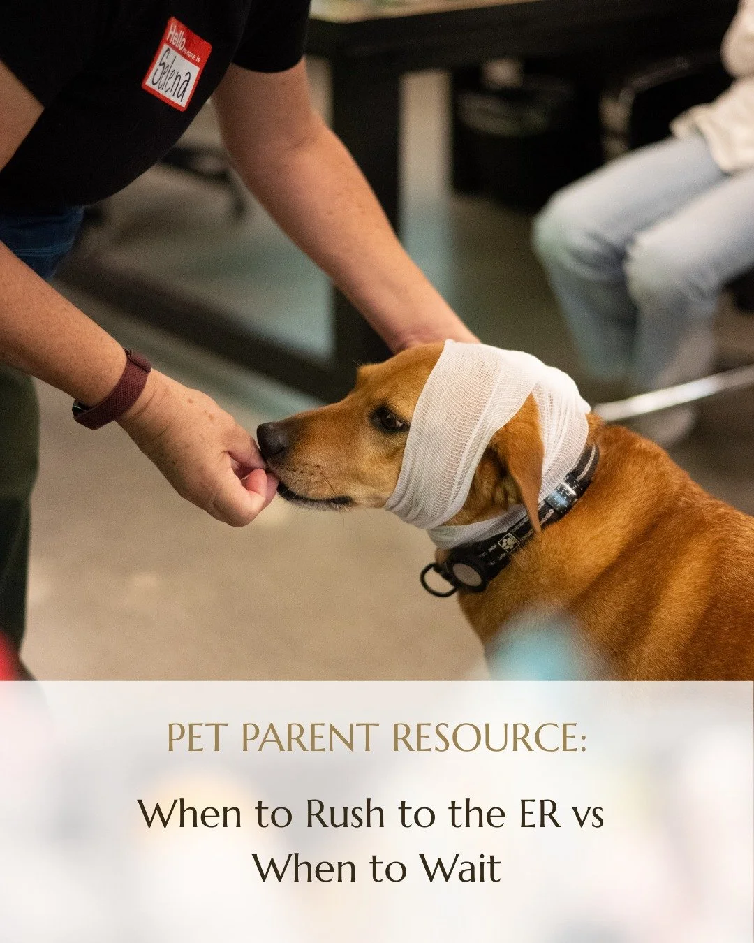 Would you know when your pet needs emergency care?

Some situations can be monitored with guidance from your veterinarian, while others require immediate attention. Knowing the warning signs and having a plan before an emergency happens can help you 