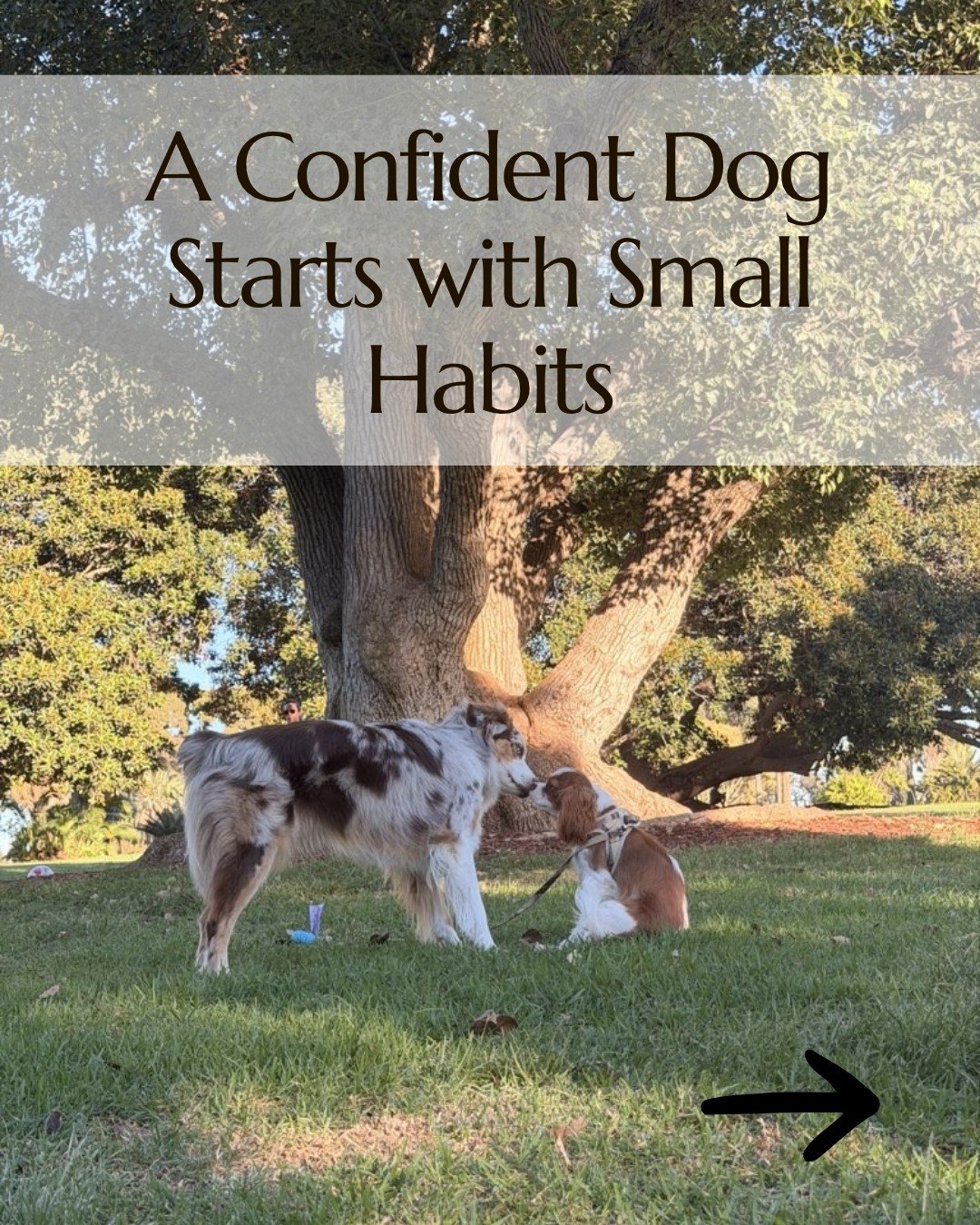 There is nothing basic about the Building Basics Class!

Five Saturday mornings spent on the things your dog will actually use every day. Focus. Engagement. Calm, steady behavior. The structure that makes everything else easier to teach later.

It wo