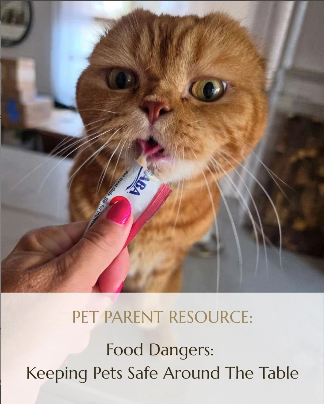 The holidays are full of delicious food, but not everything on the table is safe for our pets.

Chocolate, grapes and raisins, onions and garlic, xylitol, alcohol, certain nuts, cooked bones, and rich foods can all pose risks. And with guests, busy k