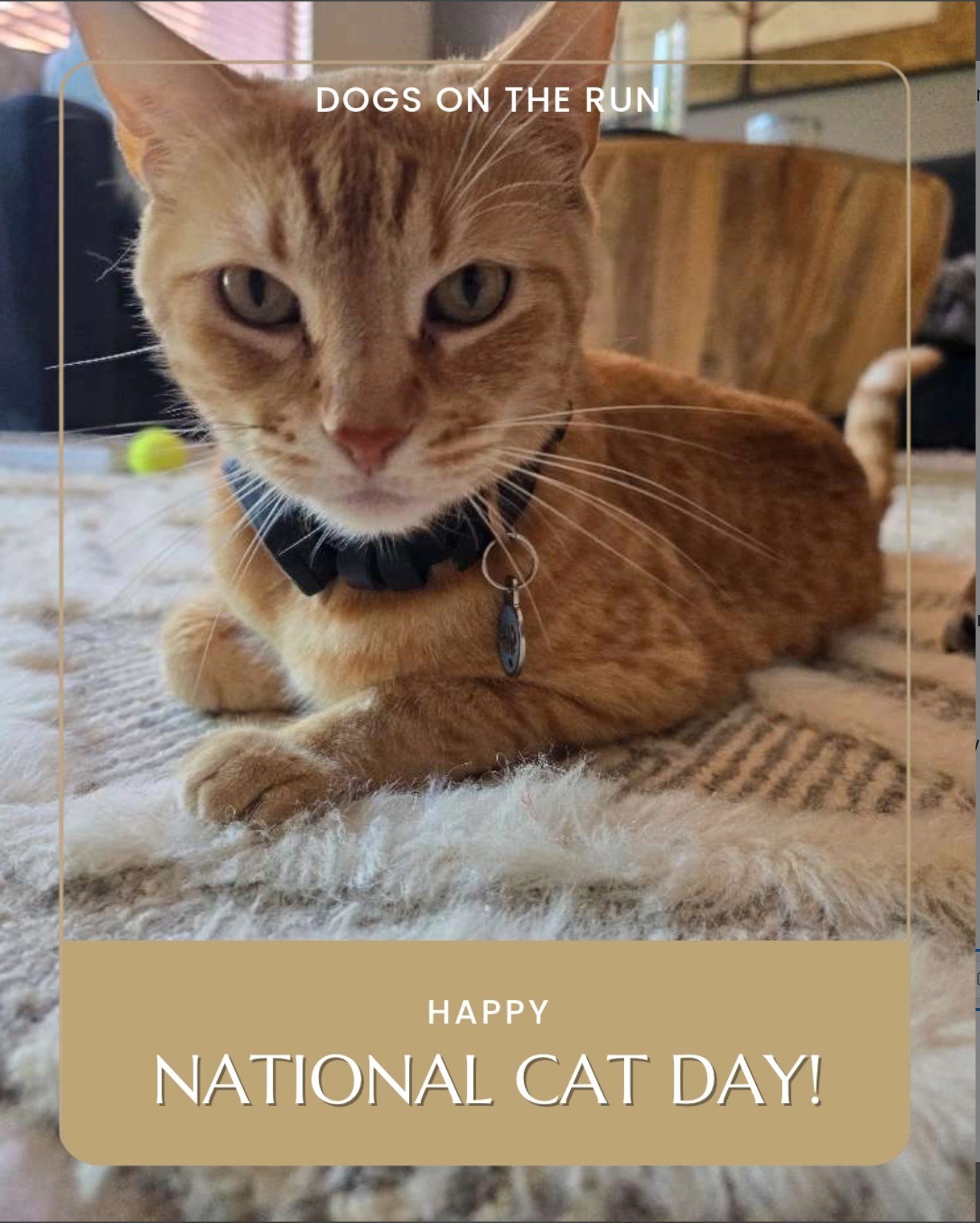 Happy National Cat Day! 🐈

Our name says dogs, so people are often surprised by how many of our visits are for cats. Medication schedules, the one acceptable brand of food, the window seat that gets checked on a timetable.

There is a real differenc