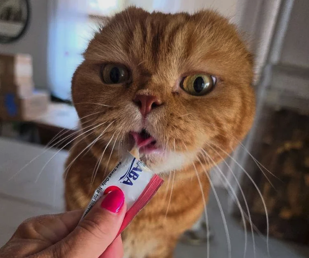 Orange cat being fed paste cat treat