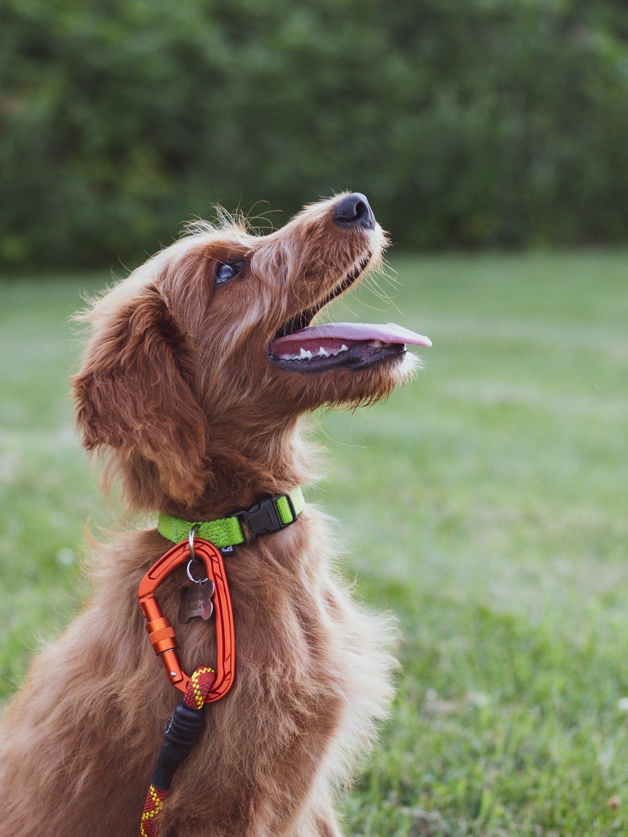 Beginner Dog Training With Holly