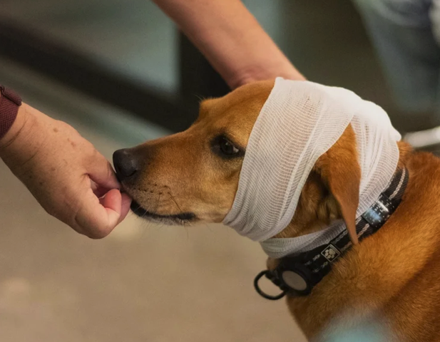 Pet First Aid instructor calming dog with bandaged head