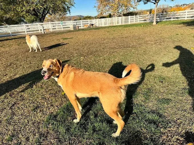 A happy brown dog with a curled tail looks back at the camera in a fenced outdoor area. In the background, there is a white fluffy dog and a shadow of a person with outstretched arm.